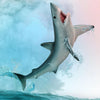 CollectA | Shortfin Mako Shark