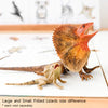 Science and Nature | Frill Necked Lizard Large