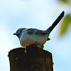 Science and Nature | Small Blue Wren