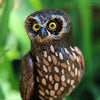 Science and Nature|  Boobook/Morepork Owl