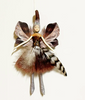NZ Fairies | Native Kiwi Fairy 13 cm
