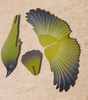 Flap! Toys | Korimako Bellbird