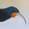 Flap! Toys | Huia