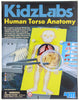 4M | Kidz Labs Human Torso Anatomy