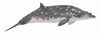 CollectA | Blainville's Beaked Whale