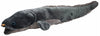 Antics | Long Finned Eel