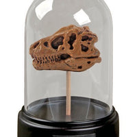 Dig and Display Dinosaur Skull