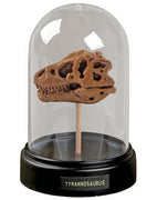 Dig and Display Dinosaur Skull