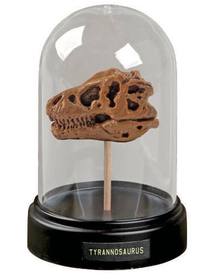 Dig and Display Dinosaur Skull