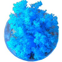 Science and Nature | Coral Reef Magic Rock