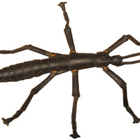 Science and Nature | Lord Howe Island Stick Insect