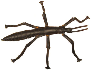 Science and Nature | Lord Howe Island Stick Insect