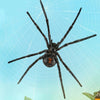CollectA | Black Widow Spider 88884
