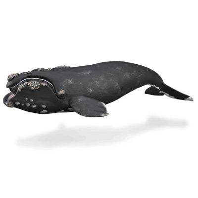 CollectA | Right Whale 88740