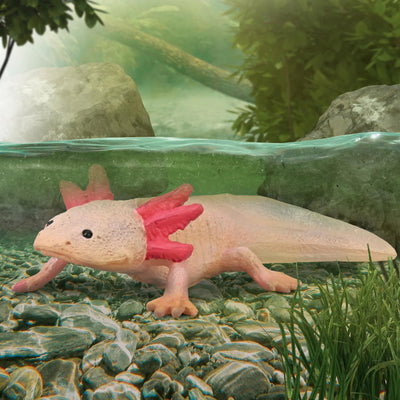 CollectA | Axolotl