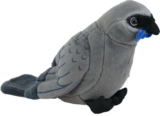 Antics | Kokako Sound Bird