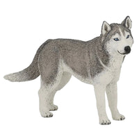Papo | Siberian Husky Dog
