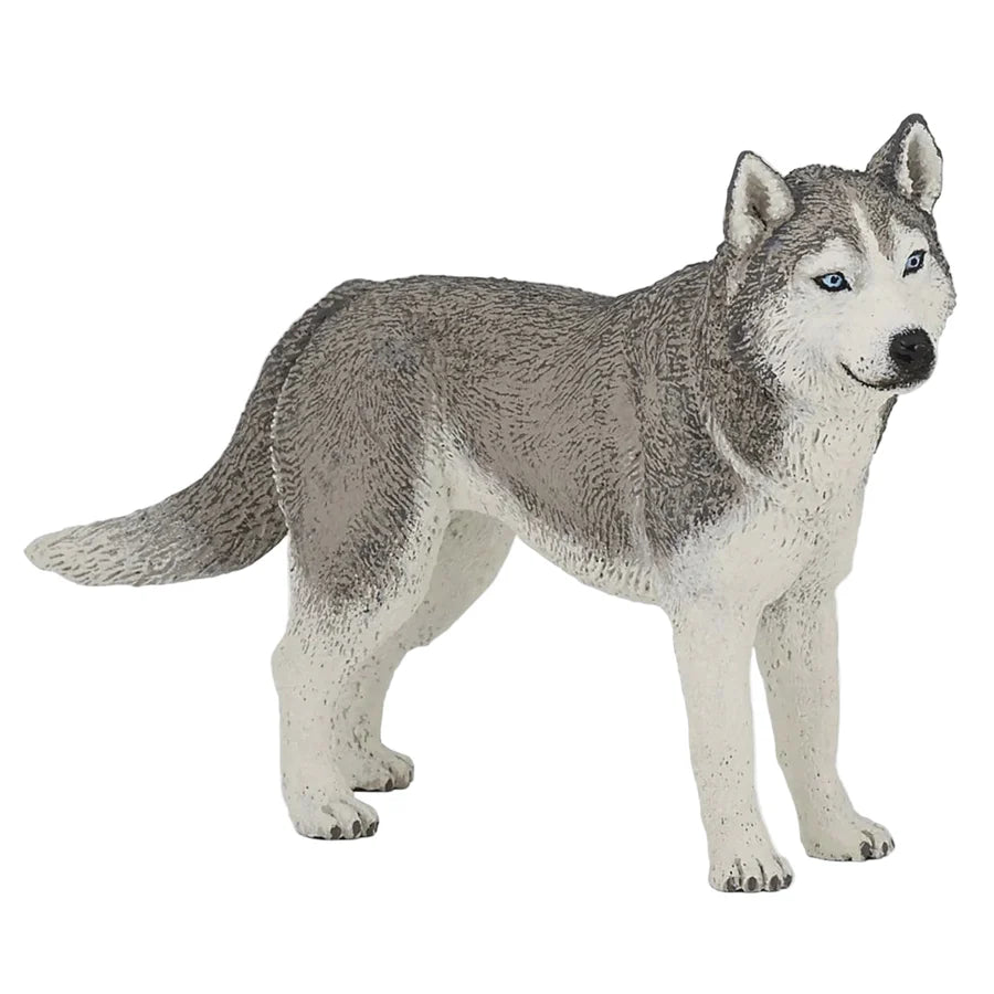 Papo | Siberian Husky Dog