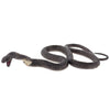 Science and Nature|  Brown Snake Large