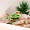 Science and Nature | Red Eyed Green Tree Frog