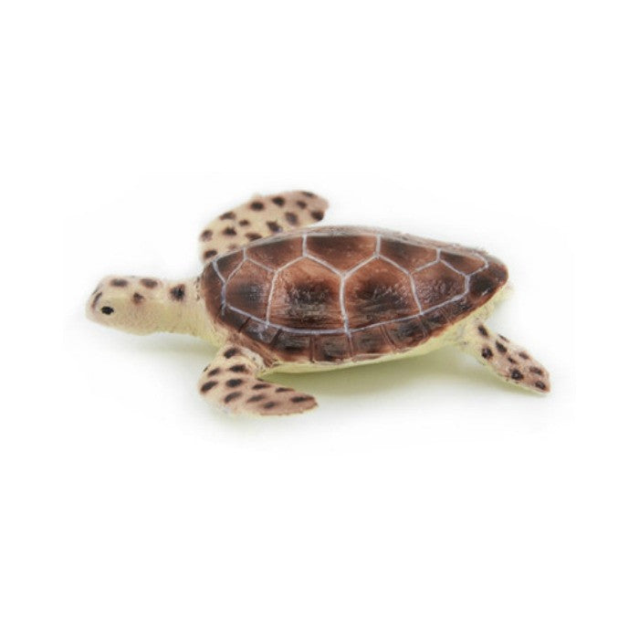 Normal Green Turtle Science and Nature | Green Turtle | Grasshopper