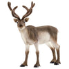 Schleich I Reindeer