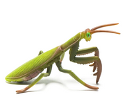 CollectA | Praying Mantis
