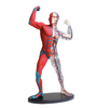 Edu Toys | Muscle & Skeleton Anatomy Model