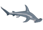 CollectA | Scalloped Hammerhead Shark