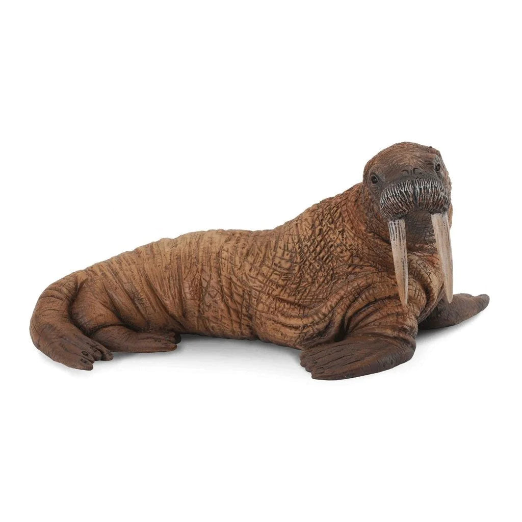 CollectA | Walrus 88596