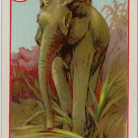 Noah's Ark Card Game