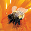 Folkmanis Puppets | Honey Bee Hand Puppet