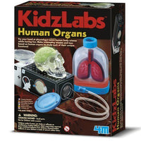 4M | Kidz Labs - Human Organs