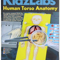 4M | Kidz Labs Human Torso Anatomy