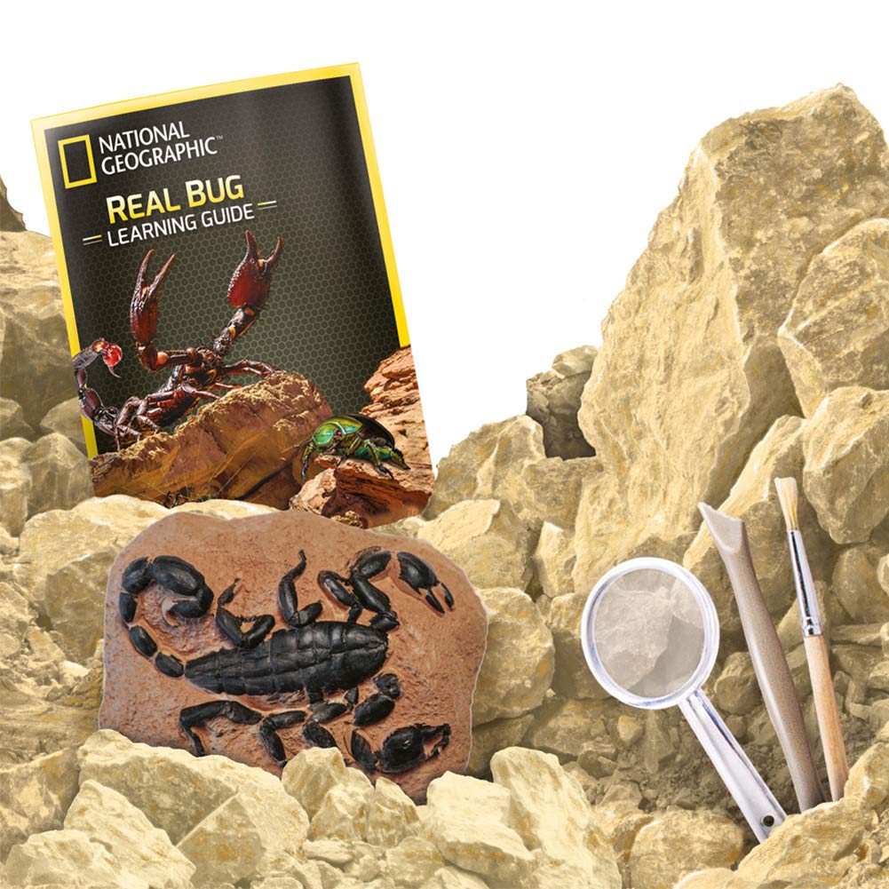 National Geographic - Real Bug Dig Kit | Grasshopper