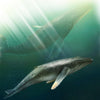 CollectA | Humpback Whale Calf