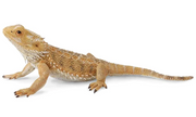 CollectA | Bearded Dragon Lizard