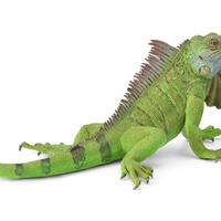 CollectA | Iguana 88965