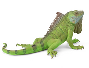 CollectA | Iguana