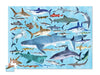 Crocodile Creek Puzzle - Thirty-Six Sharks 100pc